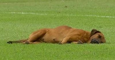 Bored dog falls asleep on football pitch after zero goals scored at halftime