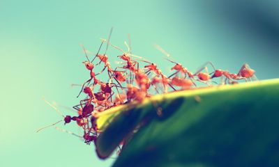 Australian effort to contain fire ants hampered by funding shortfall, documents show