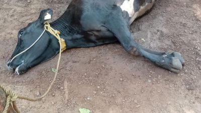 Amid intensifying heat, livestock farmers face unprecedented crisis