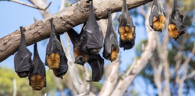 What is Australian bat lyssavirus? Can I catch it from bat poo? What if bats roost near me?