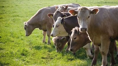 Farmers set to see lower trading costs from closer EU-UK ties